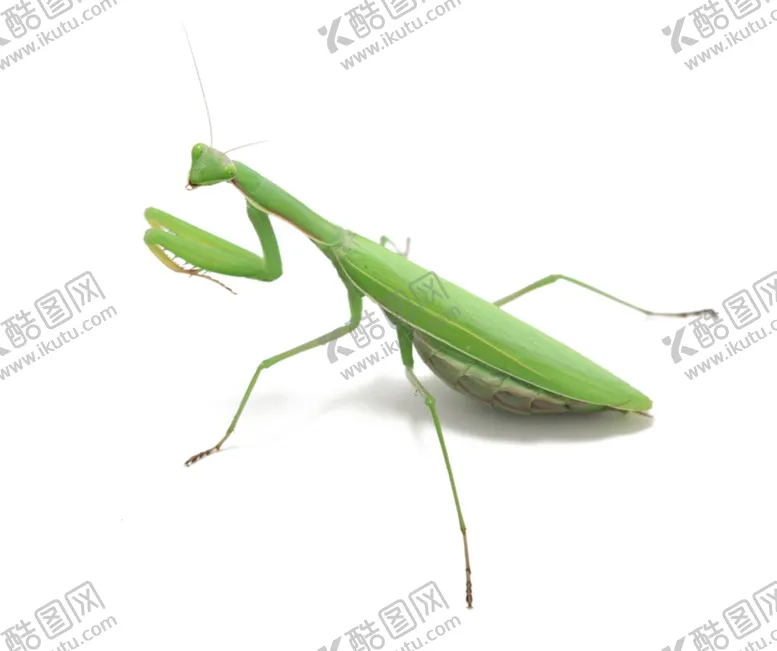 编号：33168905081608537122【酷图网】源文件下载-螳螂