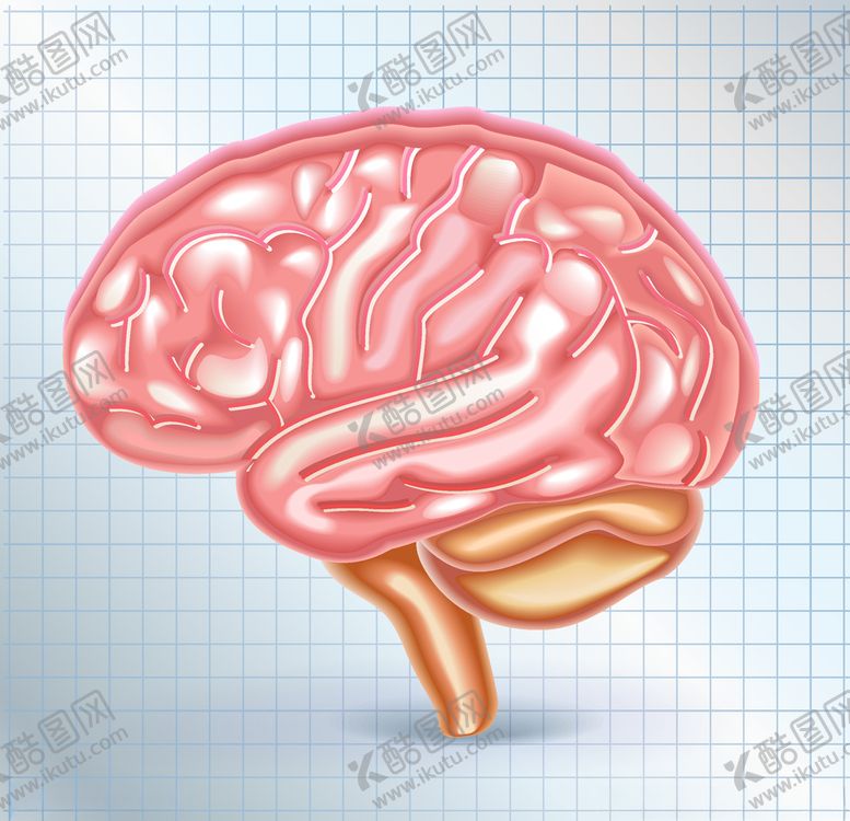 编号：86153509261803588602【酷图网】源文件下载-人类大脑