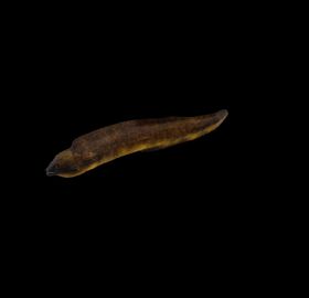 海洋生物
