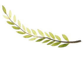 植物绿叶