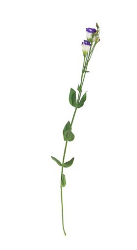 单只花退底鲜花花枝花朵
