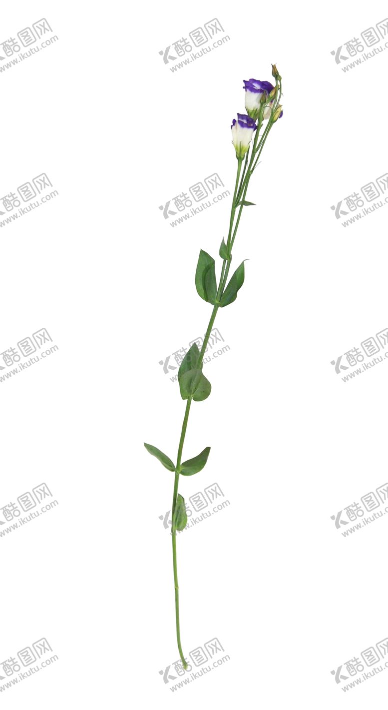 编号：38531710201602161799【酷图网】源文件下载-单只花退底鲜花花枝花朵