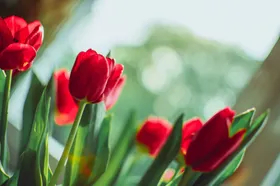 郁金香花朵花卉绽放摄影