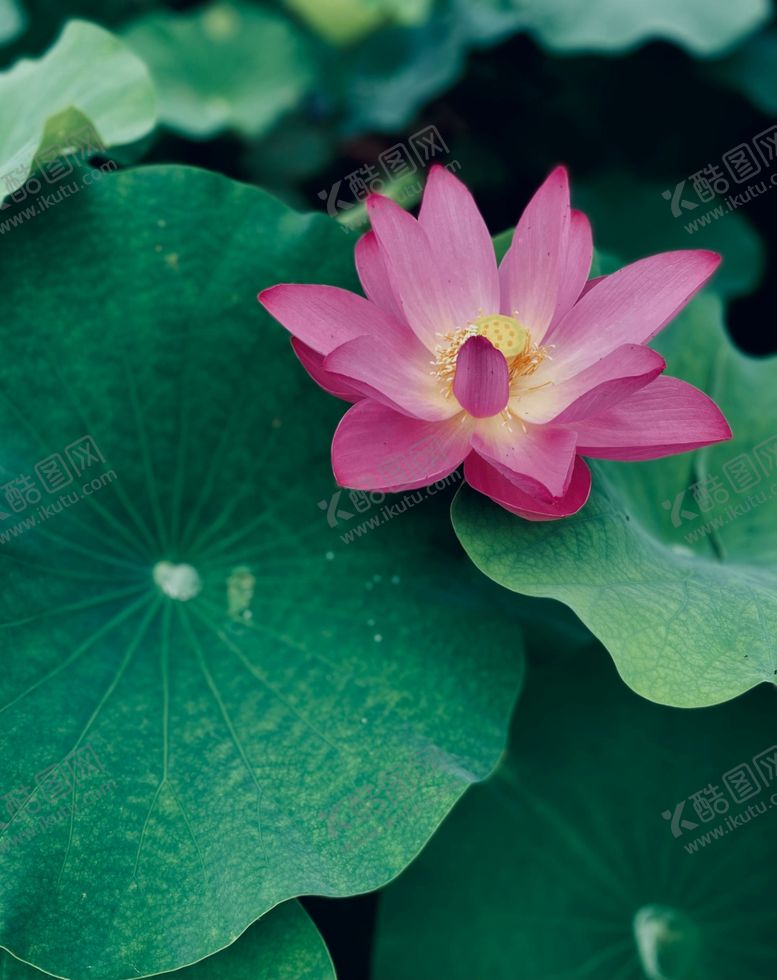 编号：36442312092044247864【酷图网】源文件下载-荷花