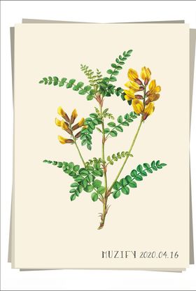 黄雀花植物图鉴