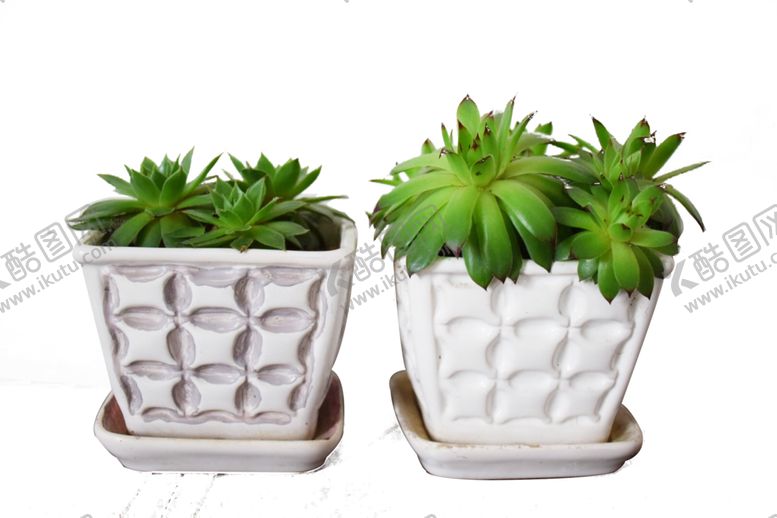 编号：84508109140606183511【酷图网】源文件下载-多肉盆栽植物绿色摆件花盆.pn