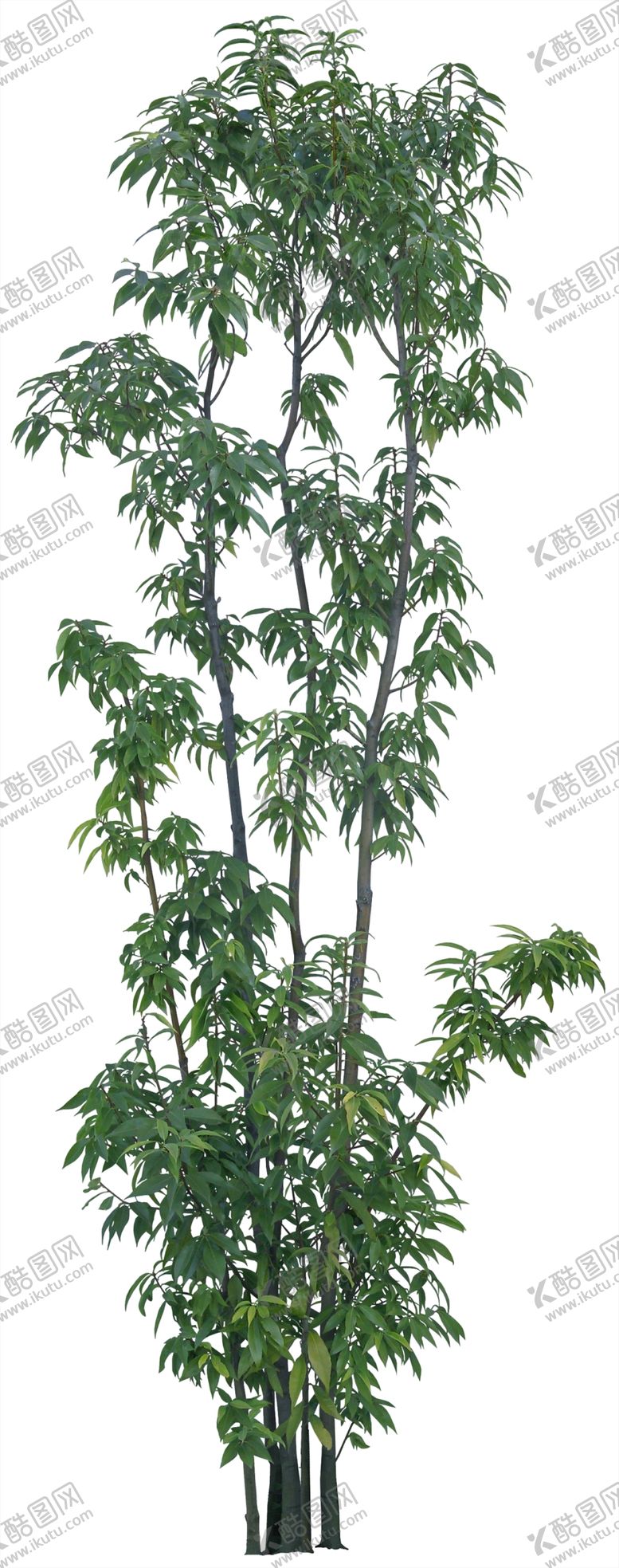 编号：43779609242052025694【酷图网】源文件下载-栎树
