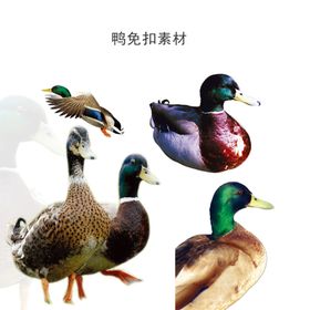 鸭子免扣素材