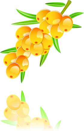 水果包菜挂图展架猕猴桃