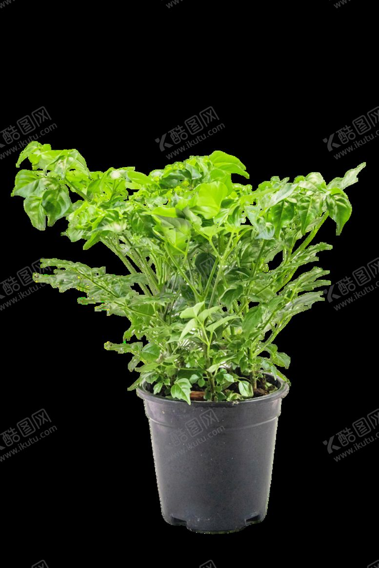编号：77552010181553456057【酷图网】源文件下载-植树节绿色树苗