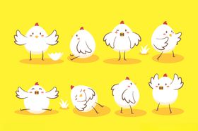 小鸡