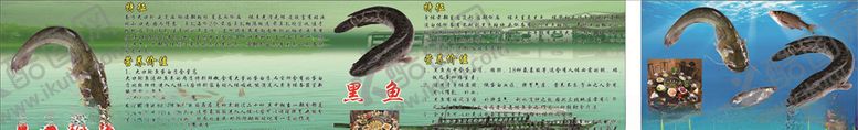 编号：57353207060024512186【酷图网】源文件下载-鱼的营养价值