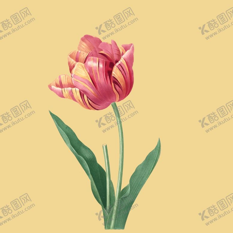 编号：56683601290644404727【酷图网】源文件下载-郁金香花卉