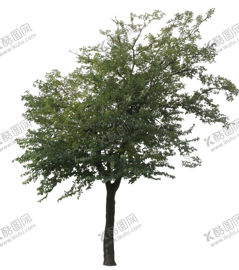 编号：81143610072139531507【酷图网】源文件下载-树木