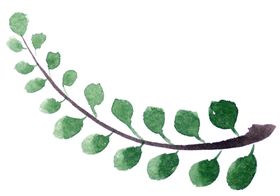植物绿叶