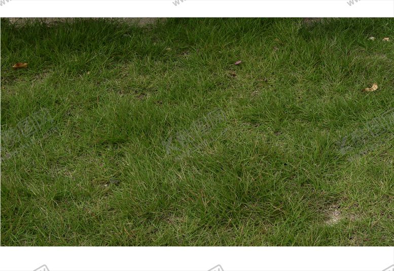 编号：92629909291035313853【酷图网】源文件下载-草地