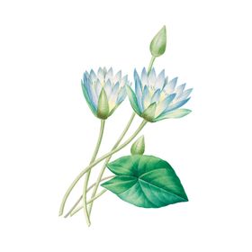 花卉插图