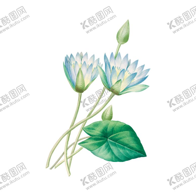 编号：12578805151424593793【酷图网】源文件下载-花卉插图