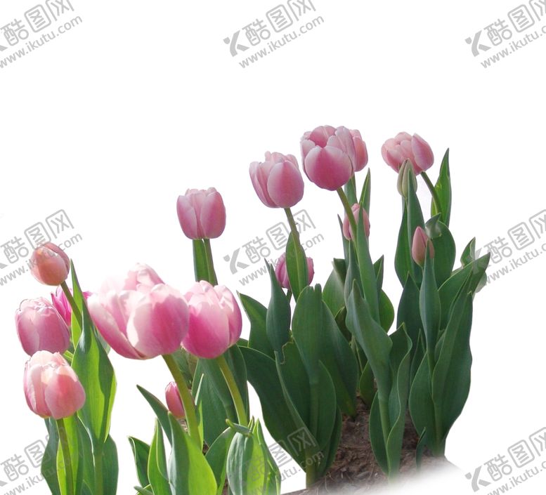 编号：11427110090018058707【酷图网】源文件下载-郁金香