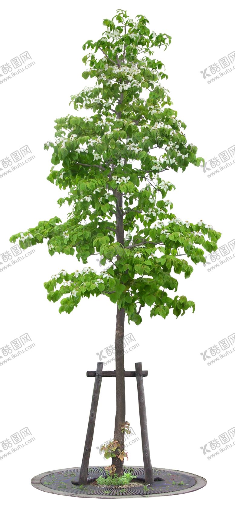 编号：29285307010657207252【酷图网】源文件下载-园林植物