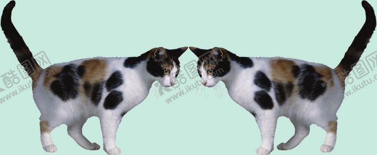 编号：52521411261732298390【酷图网】源文件下载-猫咪