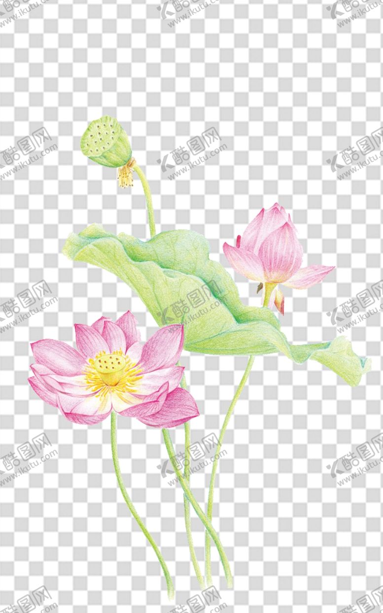 编号：10667702022222516023【酷图网】源文件下载-荷花 莲花