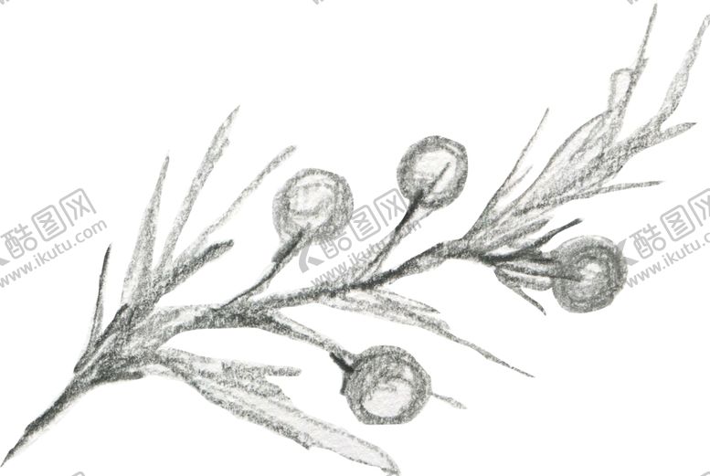 编号：50597209220205539849【酷图网】源文件下载-彩绘枝叶