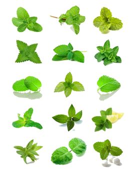 薄荷叶免扣