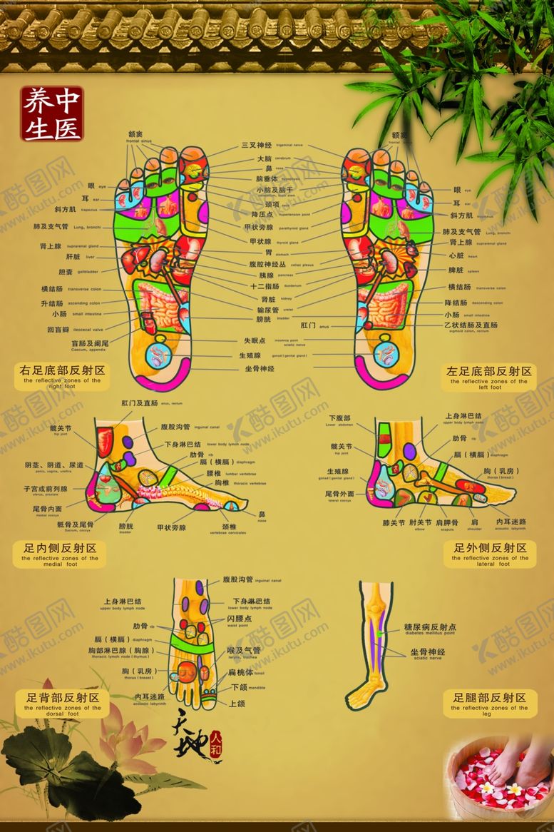 编号：36323910130642343641【酷图网】源文件下载-足部养生