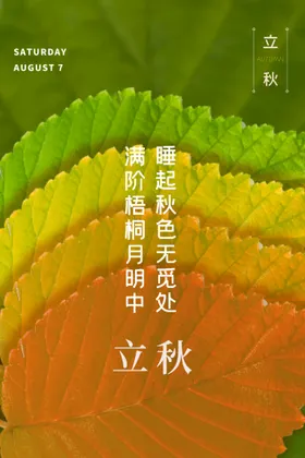 立秋海报白露灯箱梧桐落叶