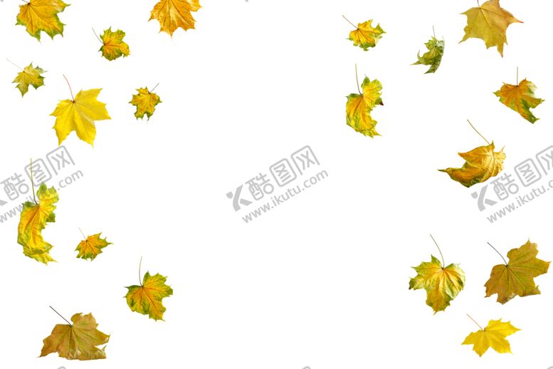 编号：20341910010340295574【酷图网】源文件下载-枫叶