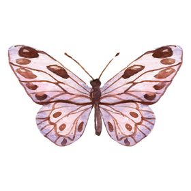蝴蝶素材