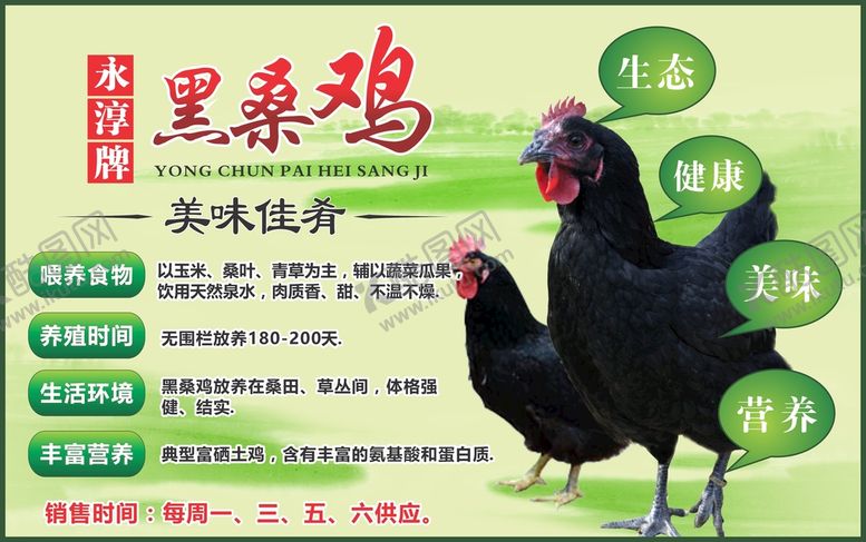 编号：38227001250230567582【酷图网】源文件下载-黑桑鸡海报