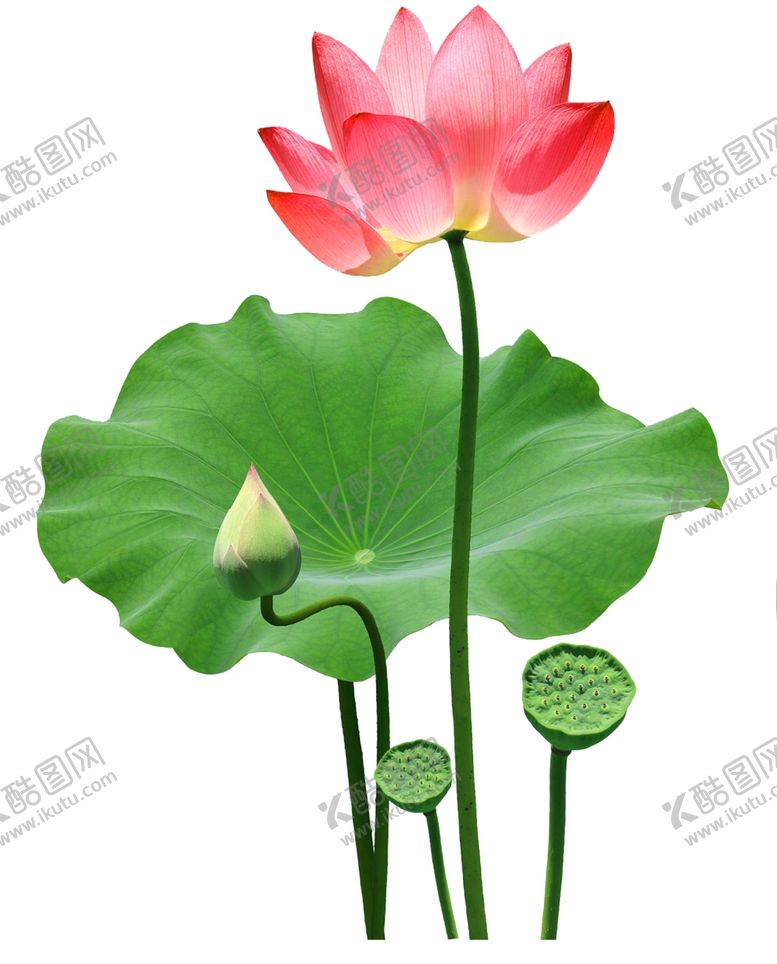 编号：66402409200603277936【酷图网】源文件下载-荷花