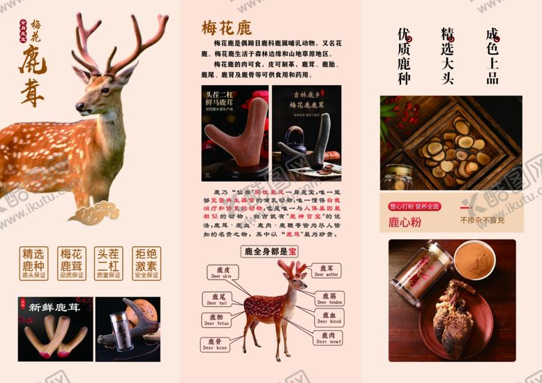 编号：75861811020034151584【酷图网】源文件下载-鹿茸三折页