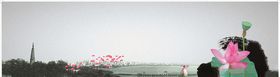 西湖荷花