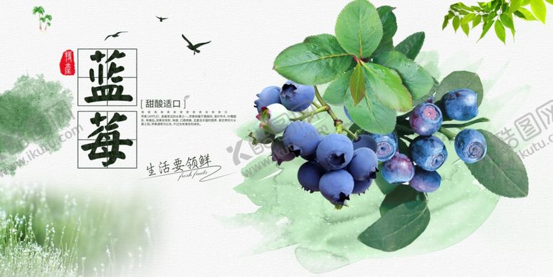 编号：95700610310257392798【酷图网】源文件下载-新鲜蓝莓展板