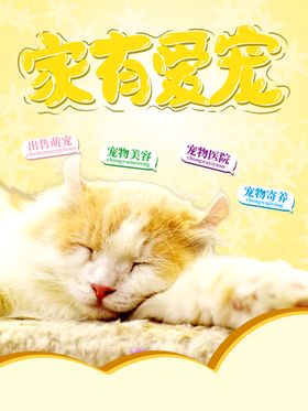 宠物