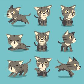 可爱小猫