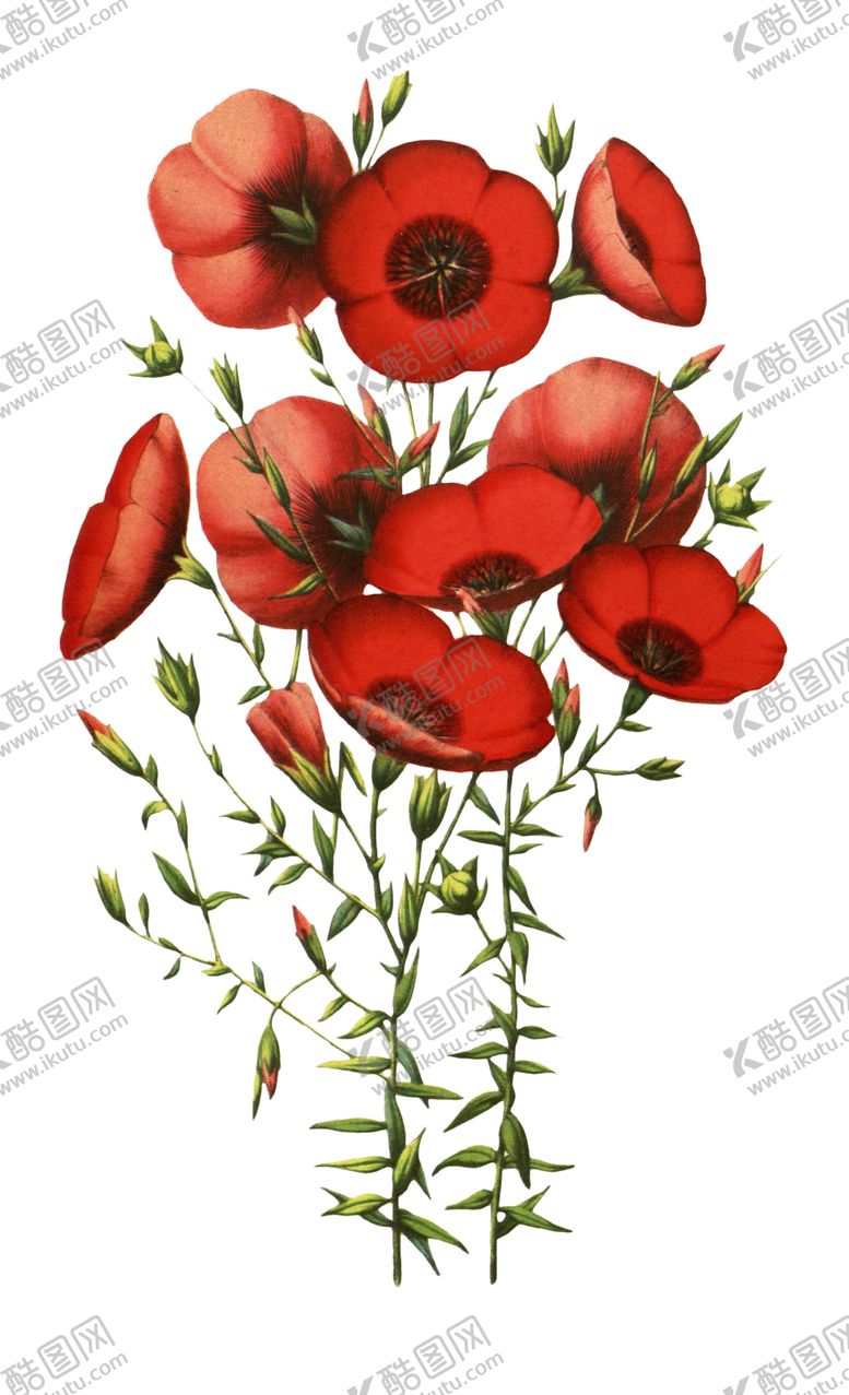编号：95431906250130232778【酷图网】源文件下载-复古花朵植物图案