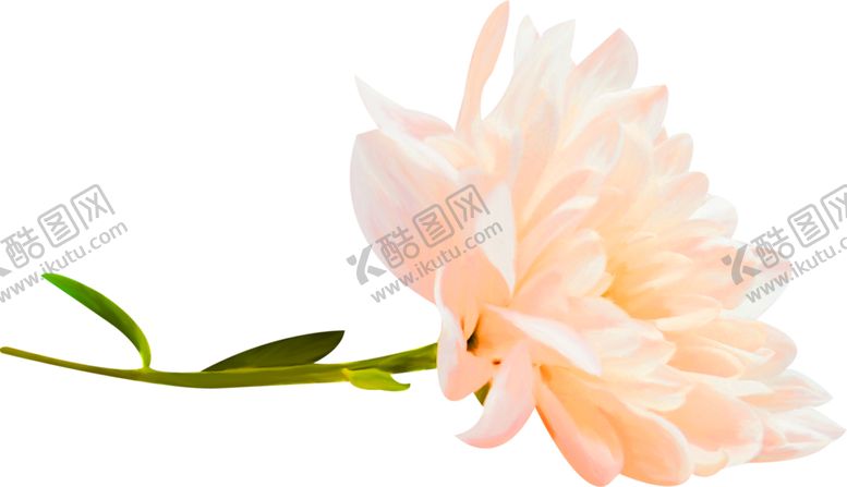 编号：78856309211243558250【酷图网】源文件下载-花素材