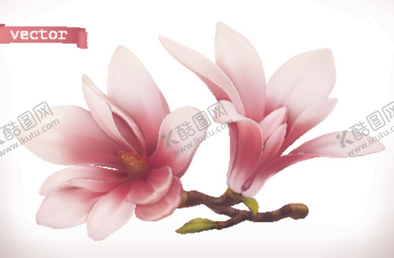 编号：22391010041849254796【酷图网】源文件下载-玉兰花