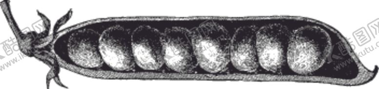 编号：36077910131811361125【酷图网】源文件下载-素描手绘蔬菜