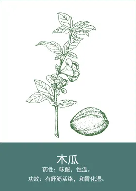 中药手绘插画
