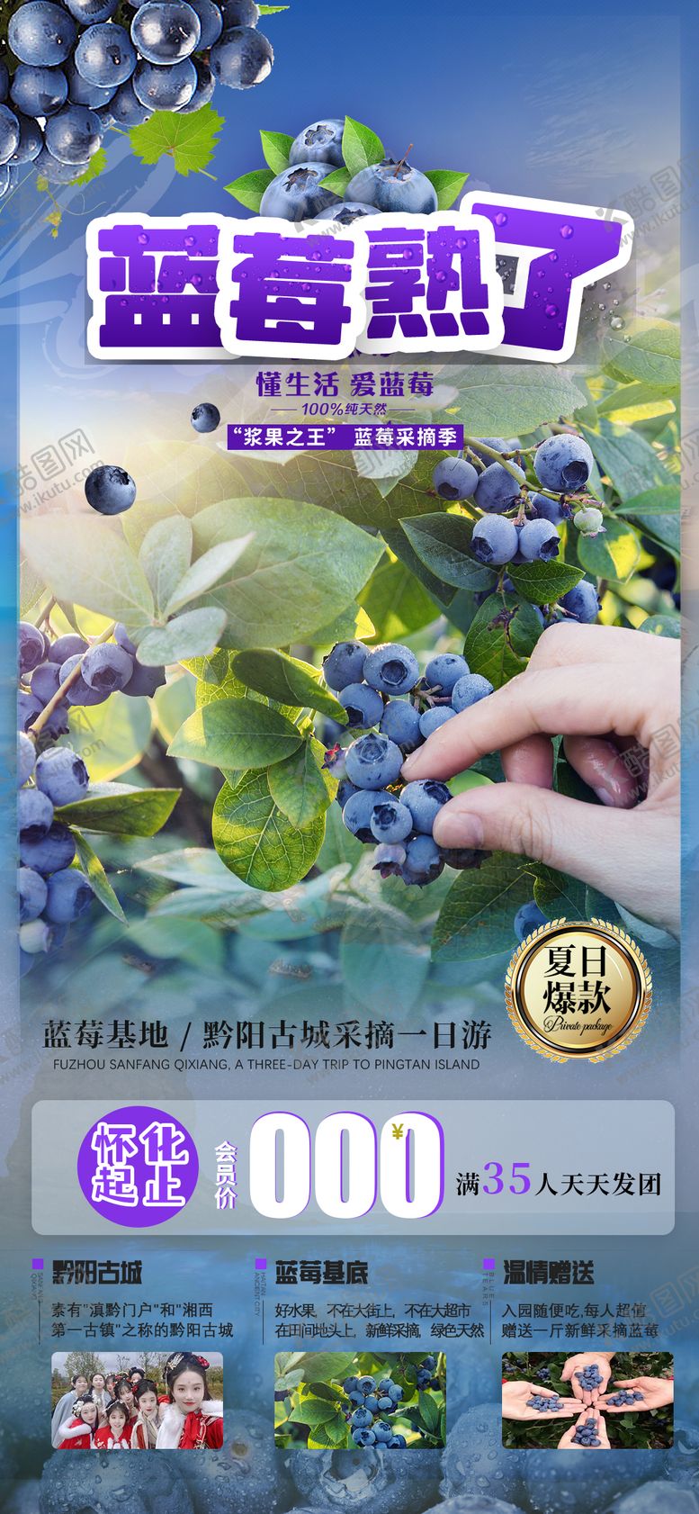 编号：89780011171117136469【酷图网】源文件下载-蓝莓熟了采摘海报海报