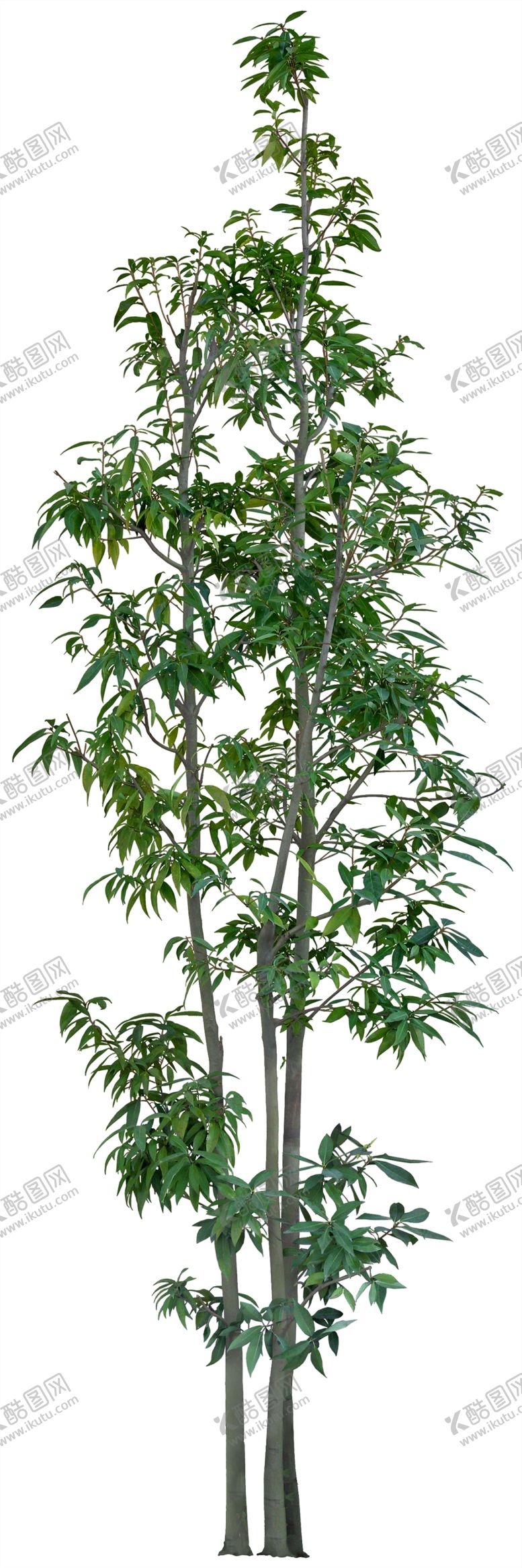 编号：62315009102119371612【酷图网】源文件下载-栎树