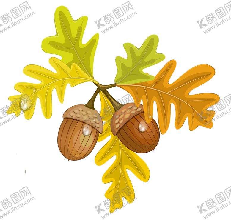 编号：41073410090403219396【酷图网】源文件下载-透明免扣橡果图片