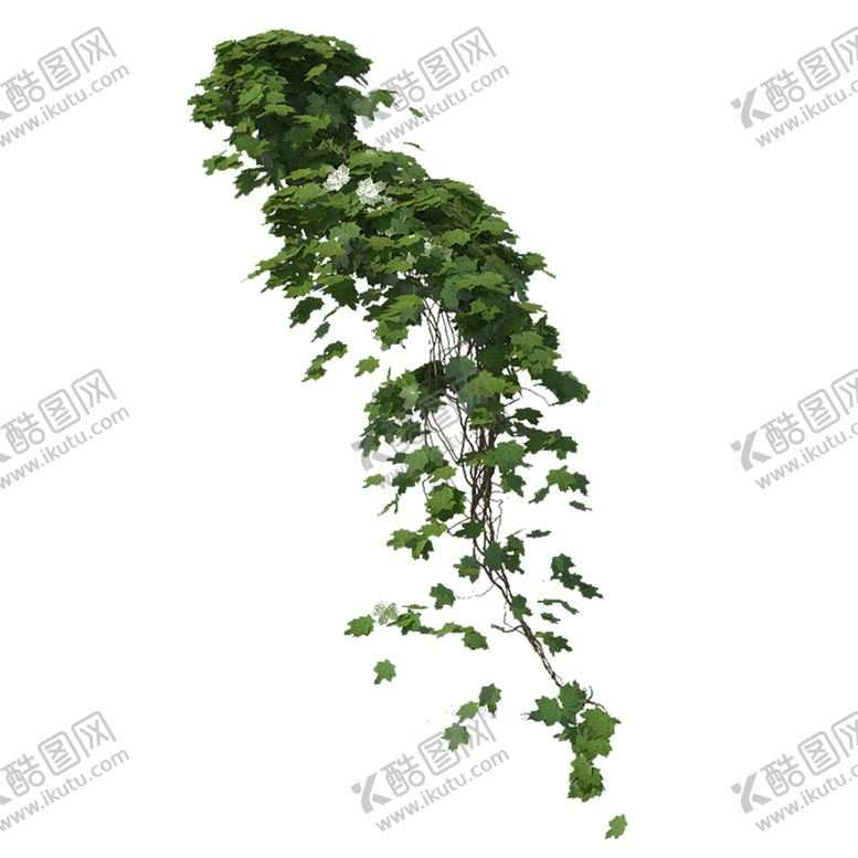 编号：26488306282240447939【酷图网】源文件下载-绿色植物