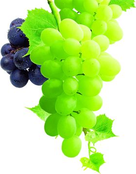 葡萄