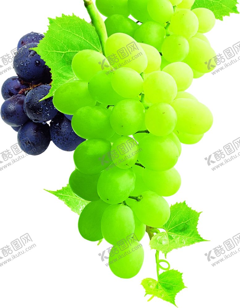 编号：52785310010123034109【酷图网】源文件下载-葡萄